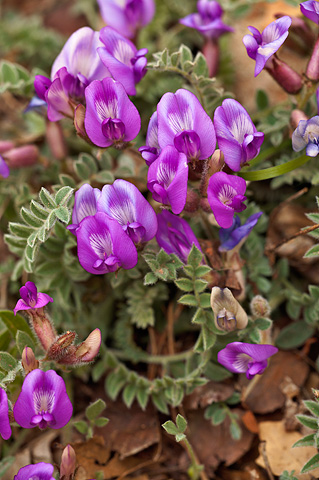Zion Milkvetch (Astragalus zionis). Zion National Park - April 3, 2010.