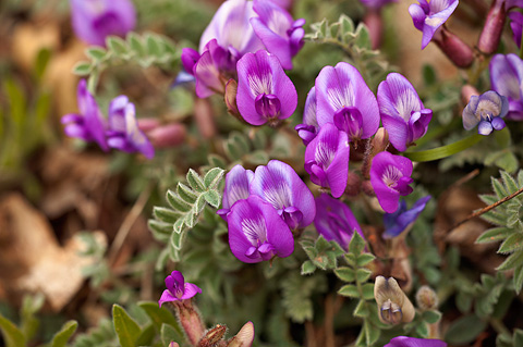 Zion Milkvetch (Astragalus zionis). Zion National Park - April 3, 2010.