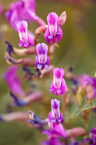 Zion Milkvetch (Astragalus zionis). Zion National Park - April 9, 2009.
