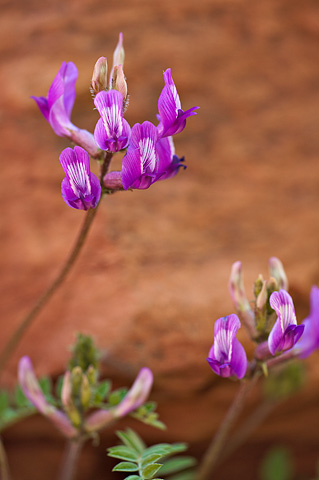 Zion Milkvetch (Astragalus zionis). Zion National Park - April 9, 2009.