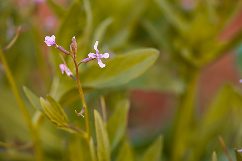 Purple Mustard (Chorispora tenella). Zion National Park - April 2, 2010.