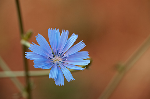 Chicory (Cichorium intybus). Zion National Park - June 6, 2009.