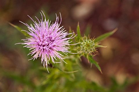 Wheeler's Thistle (Cirsium wheeleri). Zion National Park - July 2, 2010.