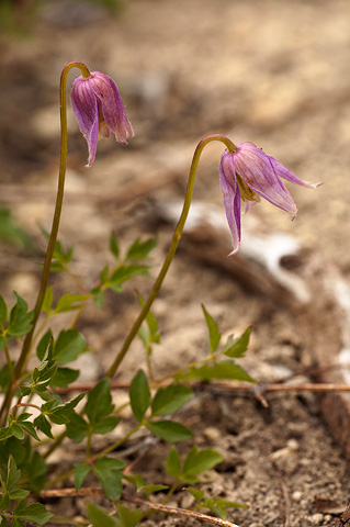 Rock Clematis (Clematis columbiana). Zion National Park - June 11, 2010.