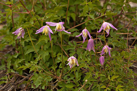 Rock Clematis (Clematis columbiana). Zion National Park - June 11, 2010.