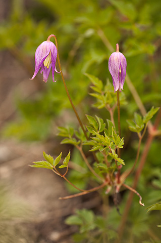 Rock Clematis (Clematis columbiana). Zion National Park - June 11, 2010.