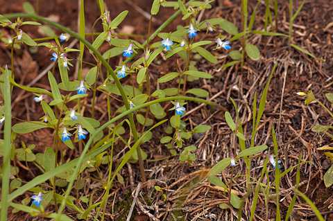Blue-eyed Mary (Collinsia parviflora). Zion National Park - April 17, 2010.