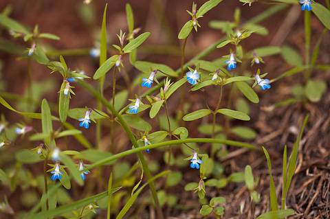 Blue-eyed Mary (Collinsia parviflora). Zion National Park - April 17, 2010.