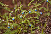 Blue-eyed Mary (Collinsia parviflora) - Zion National Park