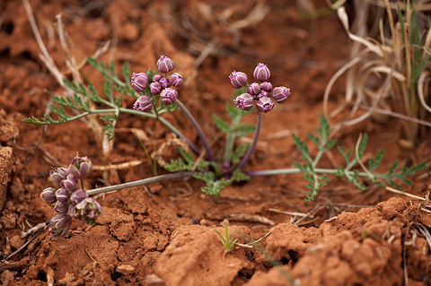 Purplenerve Springparsley (Cymopterus multinervatus). Zion National Park - April 2, 2010.