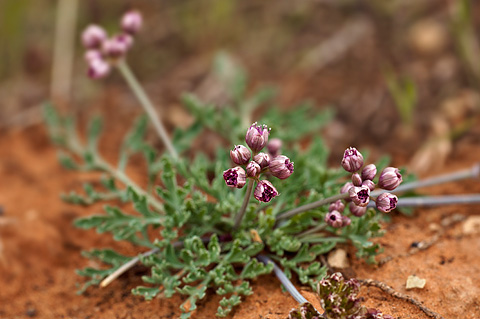 Purplenerve Springparsley (Cymopterus multinervatus). Zion National Park - April 16, 2010.