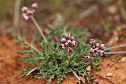 Purplenerve Springparsley (Cymopterus multinervatus) - Zion National Park