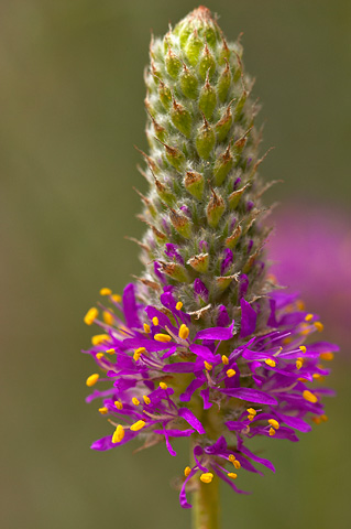Searls' Prairie Clover (Dalea searlsiae). Zion National Park - May 29, 2005.