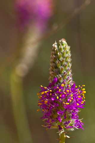 Searls' Prairie Clover (Dalea searlsiae). Zion National Park - May 30, 2005.