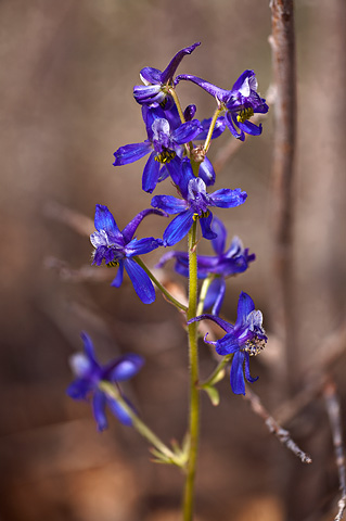 Larkspur (Delphinium nuttallianum). Zion National Park - May 3, 2009.