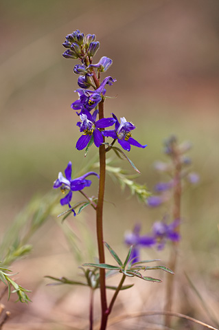 Larkspur (Delphinium nuttallianum). Zion National Park - May 3, 2009.