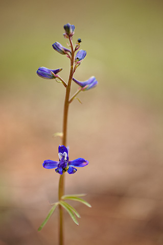 Larkspur (Delphinium Nuttallianum). Zion National Park - May 3, 2009.