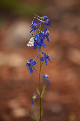 Larkspur (Delphinium nuttallianum). Zion National Park - May 22, 2009.