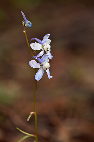 Twolobe Larkspur (Delphinium nuttallianum). Zion National Park - June 11, 2010.