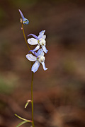 Twolobe Larkspur (Delphinium nuttallianum) - Zion National Park