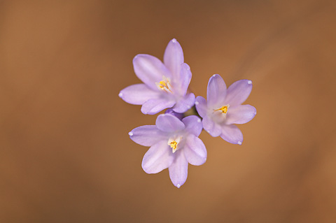 Blue Dicks (Dichelostemma capitatum). Zion National Park - May 27, 2007.