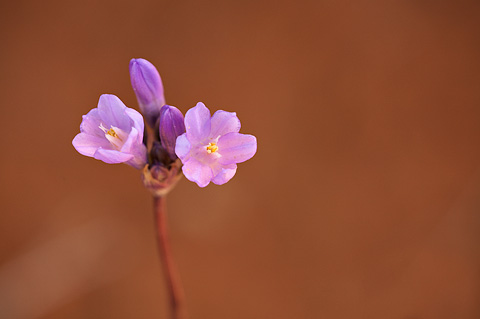 Blue Dicks (Dichelostemma capitatum). Zion National Park - May 1, 2010.