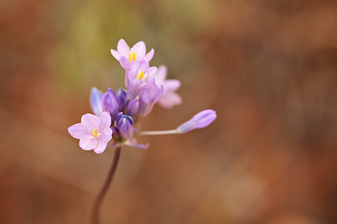 Blue Dicks (Dichelostemma capitatum). Zion National Park - May 2, 2009.