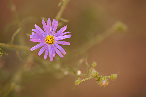 Hoary Tansyaster (Dieteria canescens). Zion National Park - June 6, 2009.