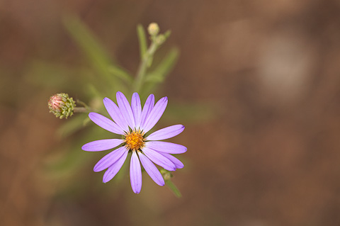 Hoary Tansyaster (Dieteria canescens). Zion National Park - July 24, 2010.