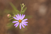 Hoary Tansyaster (Dieteria canescens) - Zion National Park