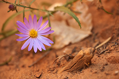 Hoary Tansyaster (Dieteria canescens). Zion National Park - October 3, 2009.