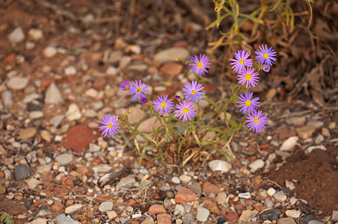 Hoary Tansyaster (Dieteria canescens). Zion National Park - September 19, 2010.