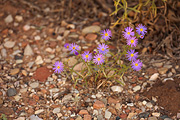 Hoary Tansyaster (Dieteria canescens) - Zion National Park
