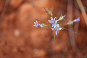 Desert Woollystar (Eriastrum eremicum) - Zion National Park