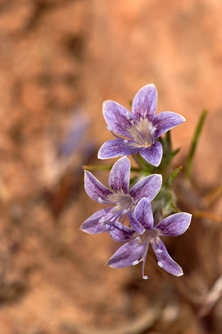 Desert Woollystar (Eriastrum eremicum). Zion National Park - May 29, 2005.