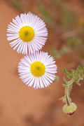 Spreading Daisy (Erigeron divergens) - Zion National Park
