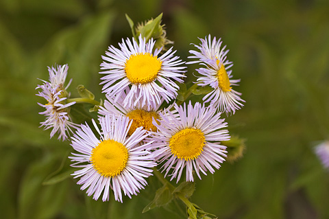 Aspen Daisy (Erigeron speciosus). Zion National Park - July 24, 2010.