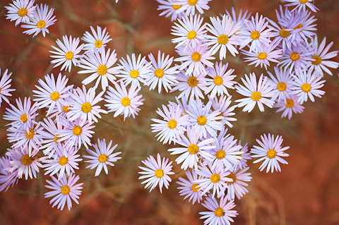 Utah Daisy (Erigeron utahensis). Zion National Park - May 24, 2009.
