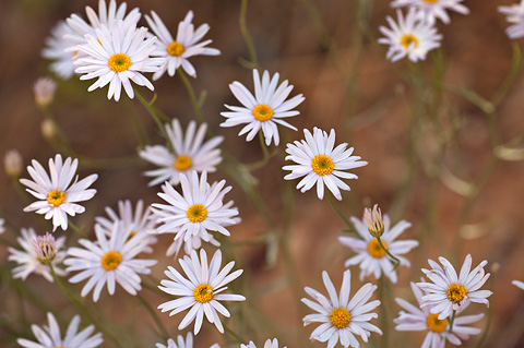 Utah Daisy (Erigeron utahensis). Zion National Park - May 27, 2007.