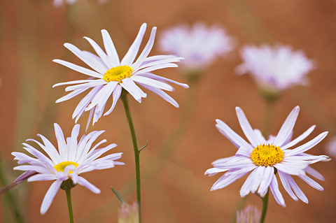 Utah Daisy (Erigeron utahensis). Zion National Park - May 2, 2009.