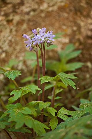 Western Waterleaf (Hydrophyllum occidentale). Zion National Park - May 2, 2010.