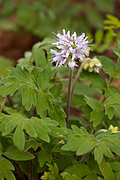 Western Waterleaf (Hydrophyllum occidentale) - Zion National Park