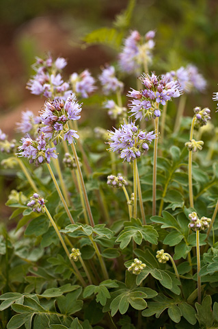 Western Waterleaf (Hydrophyllum occidentale). Zion National Park - June 11, 2010.