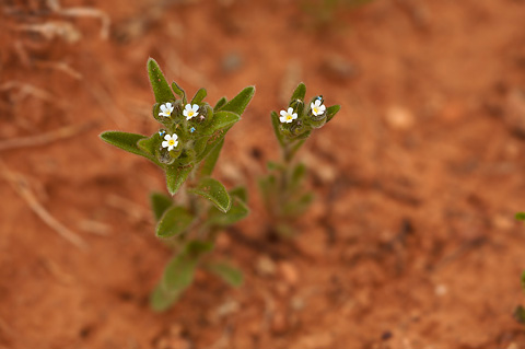 Flatspine Stickseed (Lappula occidentalis). Zion National Park - April 16, 2010.