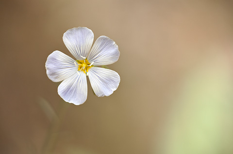 Blue Flax (Linum perenne). Zion National Park - May 26, 2007.