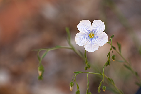Blue Flax (Linum perenne). Zion National Park - April 18, 2010.