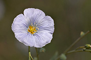 Blue Flax (Linum perenne) - Zion National Park