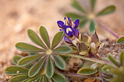 Shortstem Lupine (Lupinus brevicaulis) - Zion National Park