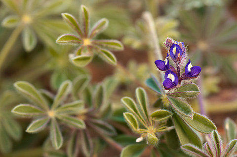 Shortstem Lupine (Lupinus brevicaulis). Zion National Park - May 1, 2010.
