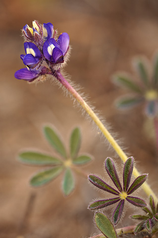 Shortstem Lupine (Lupinus brevicaulis). Zion National Park - May 1, 2010.